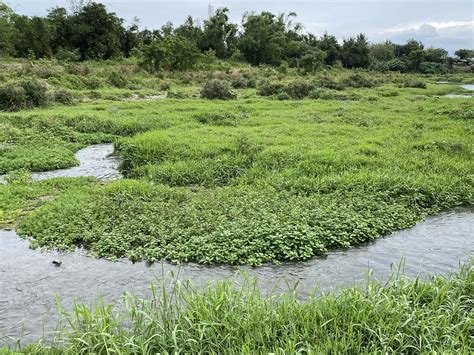 台灣有龍嗎|【濕地植物】不驕不縱盤伏行走於溪流上——台灣水龍。